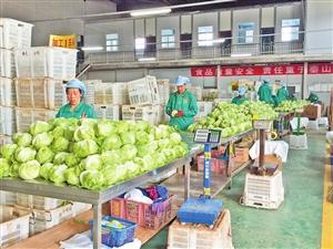 以品質(zhì)為帆，以信譽(yù)為舵——看‘春天’農(nóng)產(chǎn)品如何贏得世界市場(chǎng)